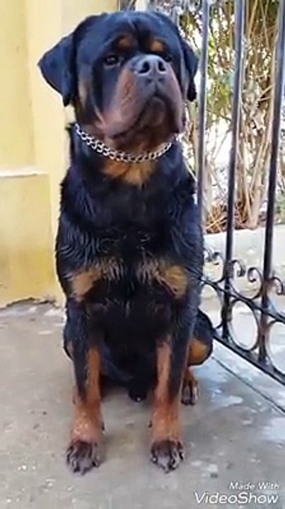rottweiler 3