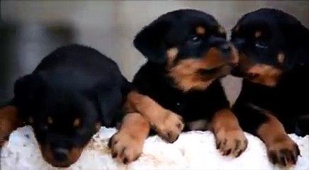 rottweilers puppies part 2
