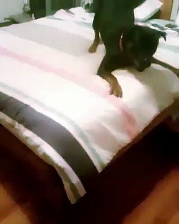 rottweiler jumping on bed