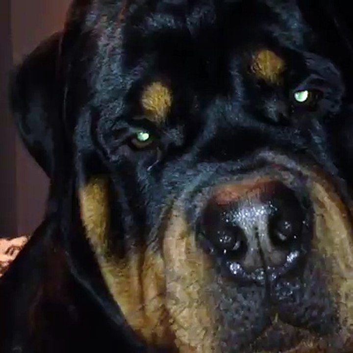 rottweiler sleeping