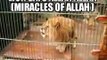 Miracle Of Allah|| Lions Roars Allah ||