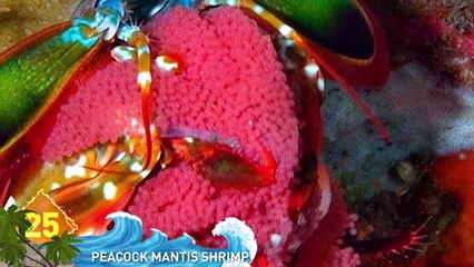 25 Bizarre Animal Photos Explained