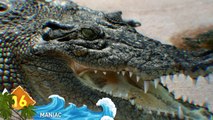 BIGGEST Crocs & Gators EVER Caught