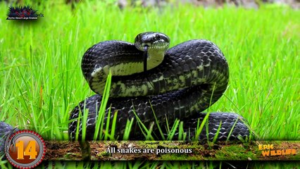 Giant Snake Myths