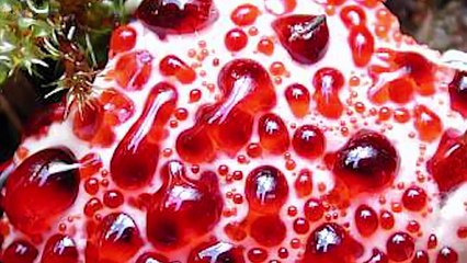 Creepy Bleeding Tooth Fungus