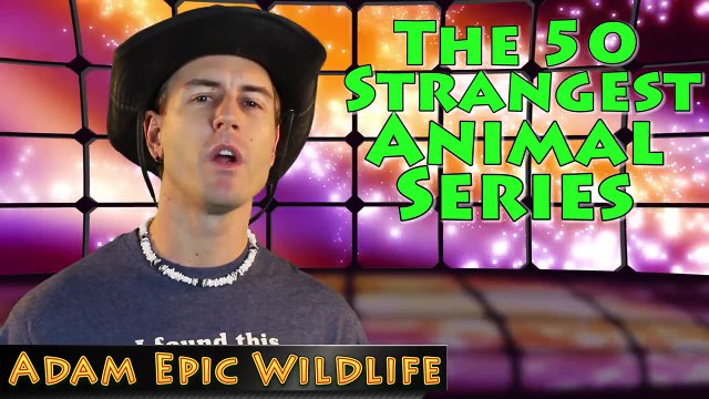 World's Ugliest Animal - Blobfish