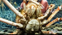 World's Biggest Crab - Japanese Spider Crab