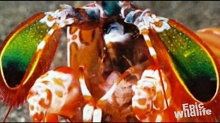 Meet the Mantis Shrimp