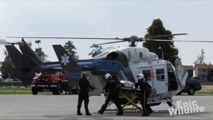 Man loses arm to huge Alligator