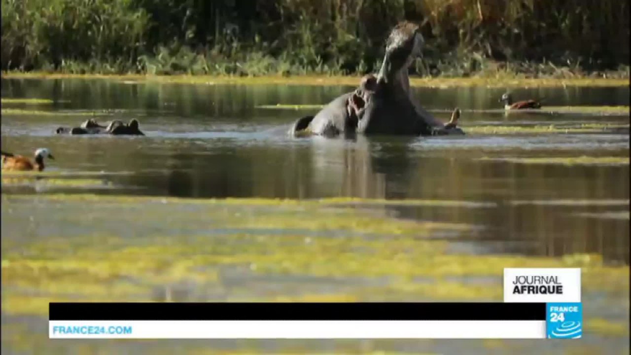 Afrique du sud : un Français au service des espèces menacées