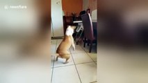 Chihuahua and pitbull playing and 'arguing'