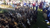 World famous 'Running of the Ducks' is a sight to behold