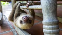 Rescued baby sloths in Costa Rica