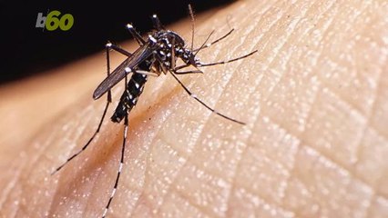 Why Mosquitoes and Ticks Will Be Especially Bad This Summer