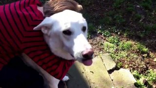 Boy and Dog Reunited After 1 Year Apart