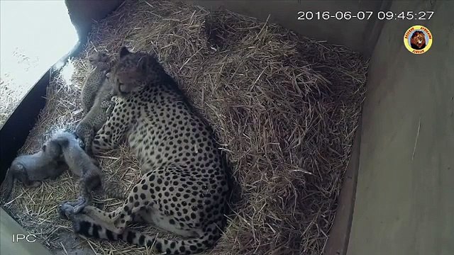 Cette femelle guépard donne naissance à 4 petits