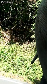 Ils voulaient voir des éléphants de près ils ont été servis