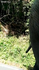 Ils voulaient voir des éléphants de près ils ont été servis