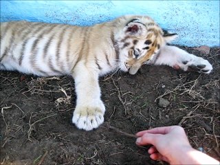 Sleepy tiger cub plays with a stick