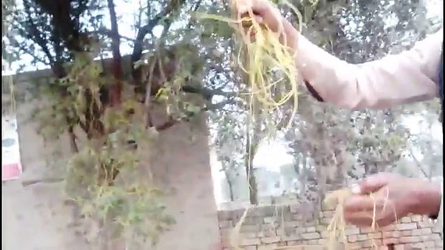 Home Remedies For White Hair Turns Into Black Permanently