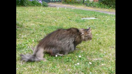 Colibri 26 et 27 mars 2017 - hémiparésie chat