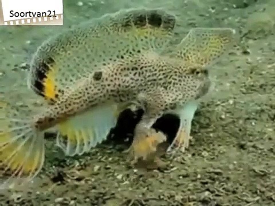 Fish with legs - Video