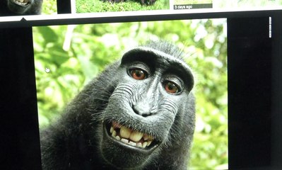 Chassé en Indonésie pour sa viande, le macaque noir en péril