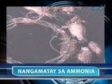 Saksi: BFAR: Fish kill sa Valenzuela, dahil sa mataas na antas ng ammonia sa tubig