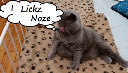 Lazy Cat being called