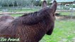 Donkey on the farm animals - Farm animals video for kids - Animais TV