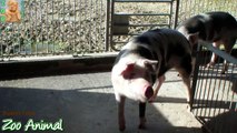 Farm Pigs Super Happy and Funny - Farm Animals videos for kids - Animais TV