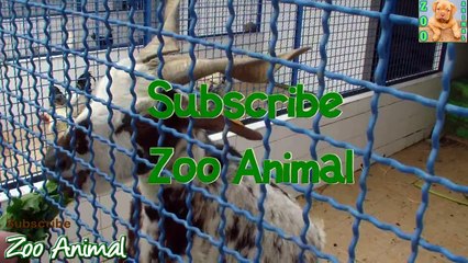 Children feed goat in farm animals - Farm Animals video for kids - Animais TV