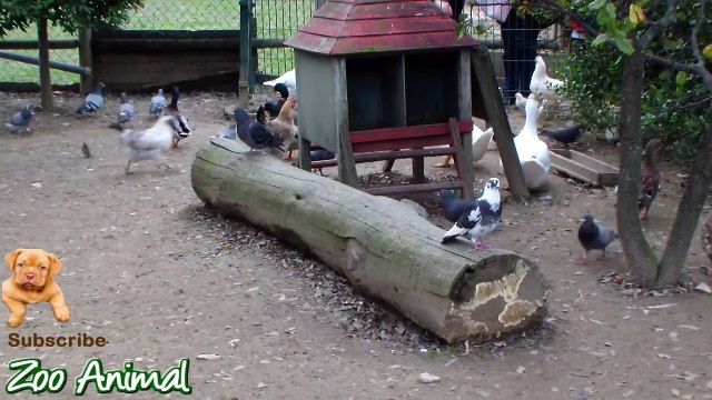 Real Duck Chickens Goose Pigeon Swan in farm animals - Farm Animals video for kids