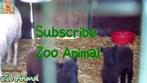 Sheep and lambs happy in his house on farm - Farm animals video for Kids - Animais TV