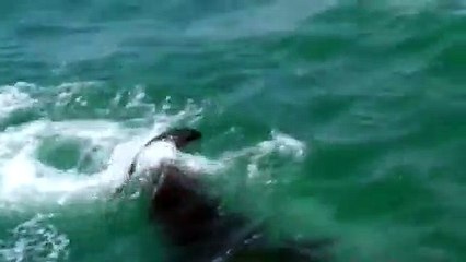 Graban a un tiburón blanco devorando a una foca
