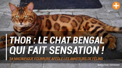 Thor : Le chat bengal qui fait sensation !