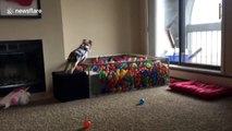 Dog in cow costume dives excitedly into ball pit
