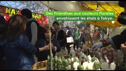 La floraison des cerisiers célébrée au Japon