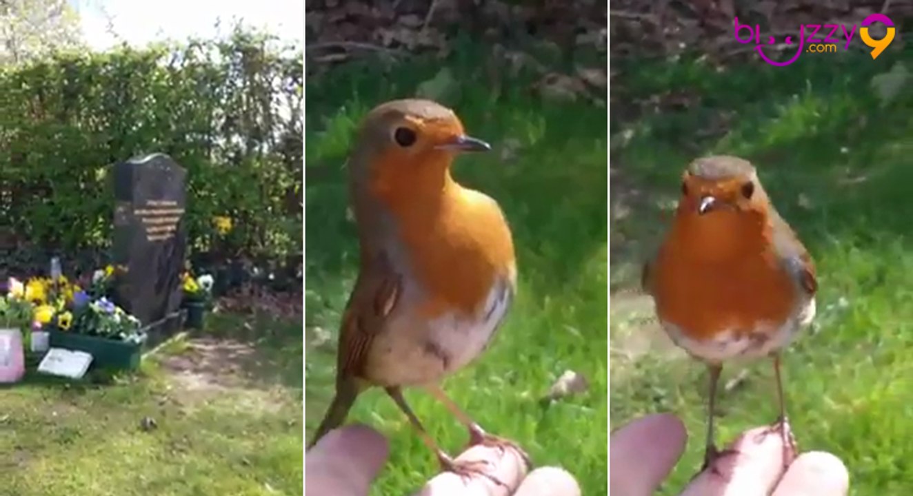 Elle rend visite sur la tombe de son fils décédé quand un rouge-gorge se pose sur son doigt !