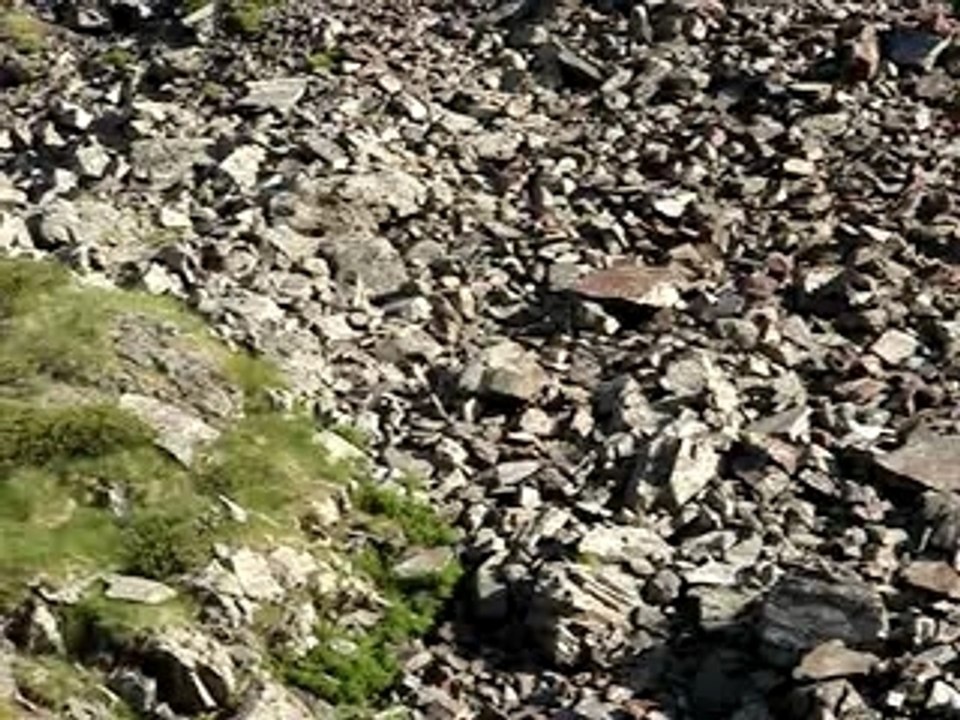 La balade des marmottes