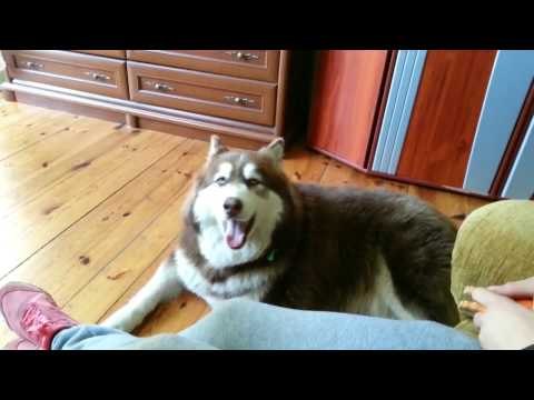 Dog Attempts to Adorably Talk Back to Squeaky Toy
