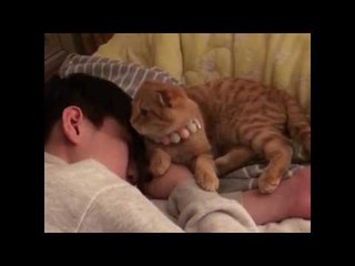 Cute Cat Cuddles With Human Pal