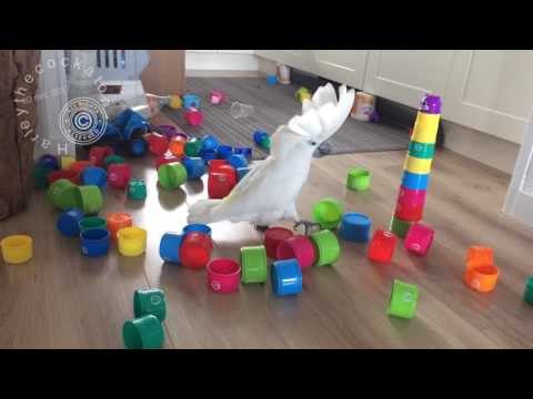 Puny Plastic Cups Are No Match for Mighty Cockatoo