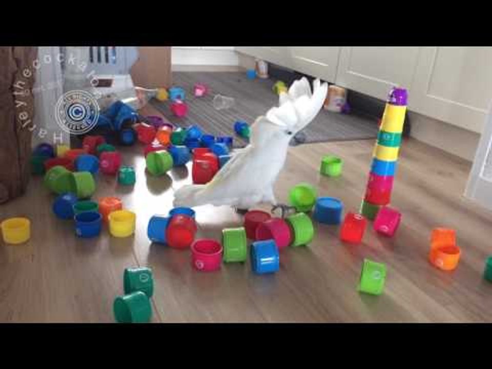 Puny Plastic Cups Are No Match for Mighty Cockatoo