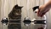 Des chats passent commande avec une sonnette pour obtenir leurs croquettes