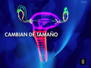 Cosas que todas las mujeres deberían saber sobre sus ovarios