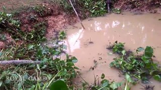Wow! Amazing children and his brothers catch and cook water frog with bare hand in his village-J3-r