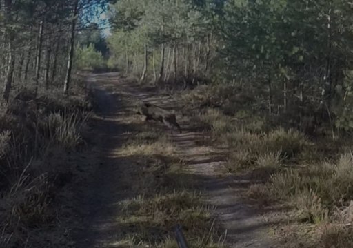 Best OF 2016 2017 Chasse Sangliers en Sologne