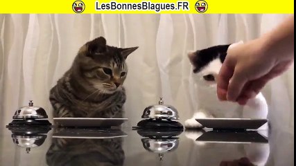 Des chats sonennt pour demander a manger lbb