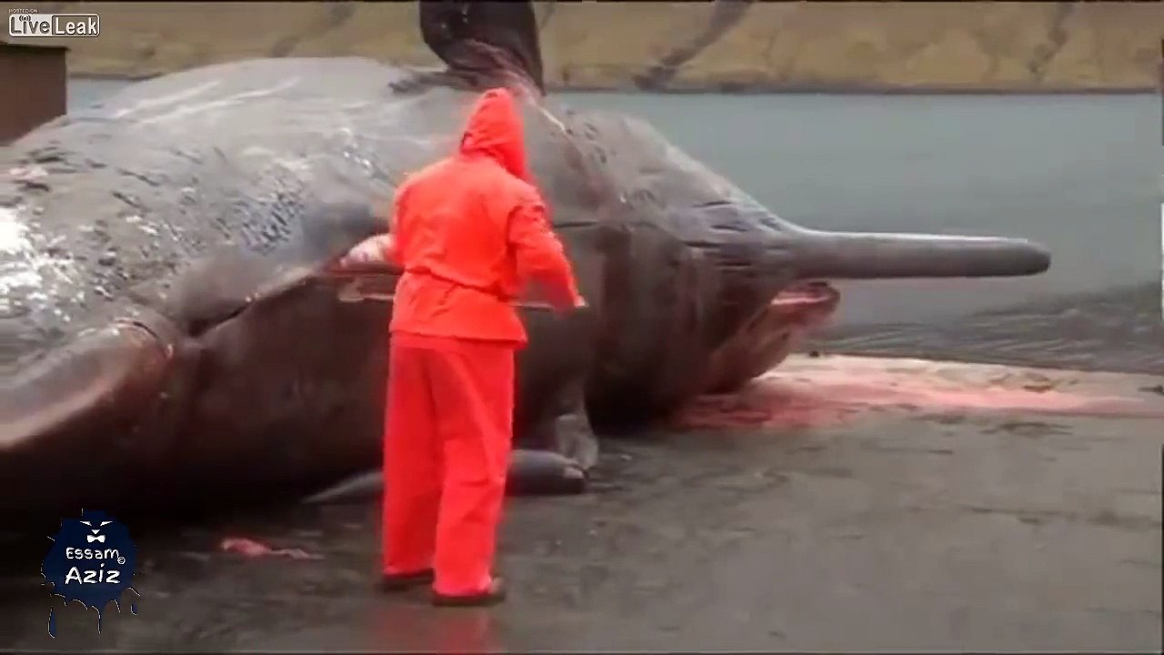 -  Whale Explodes After Being Cut Open